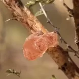 Gum Arabic Tree with Sap