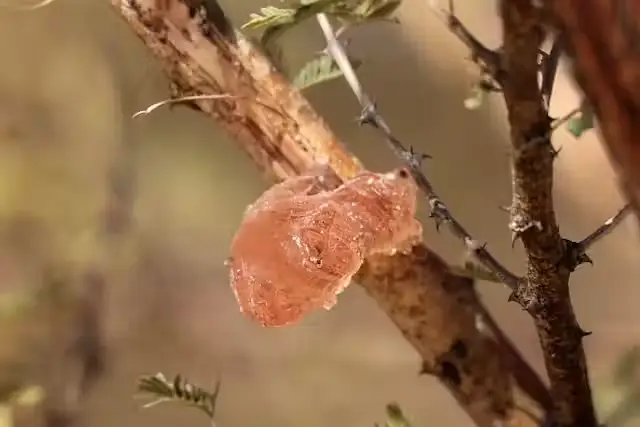 Gum Arabic Tree with Sap