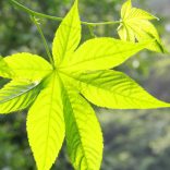 Chinese Blackberry Leaf