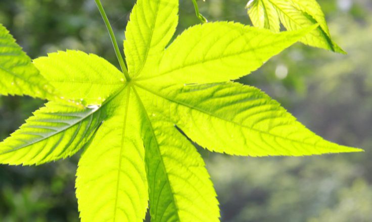 Chinese Blackberry Leaf