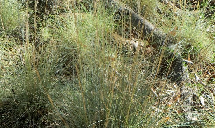 Native Australian Lemongrass