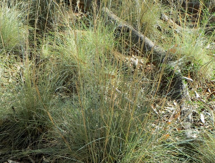 Native Australian Lemongrass