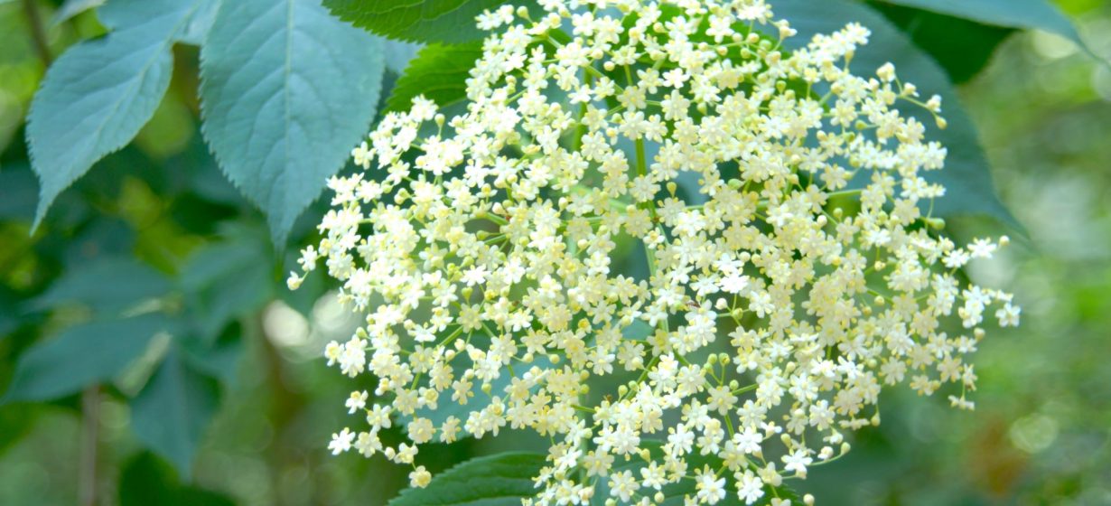 Elderflower