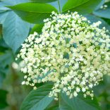 Elderflower