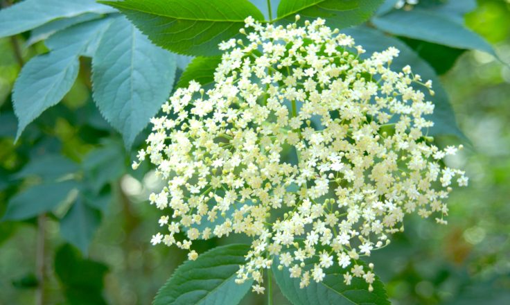 Elderflower