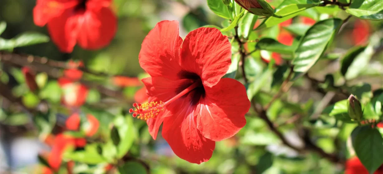 Hibiscus