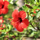 Hibiscus