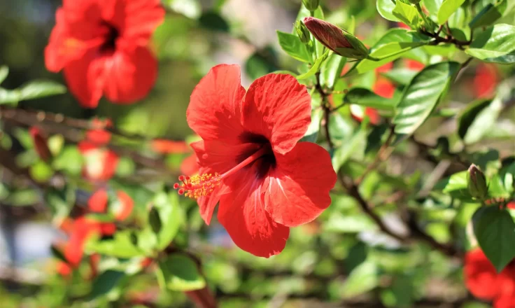 Hibiscus